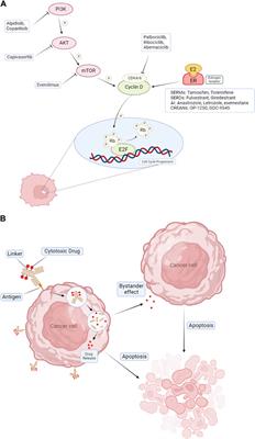 Therapeutic evolution in HR+/HER2- breast cancer: from targeted therapy to endocrine therapy